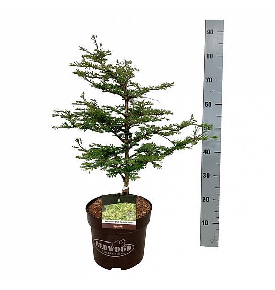 Metasequoia glyptostroboides Hamlets Broom C7,5 Lit. 50-60 cm