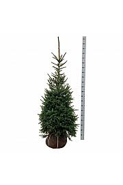 Picea omorika bala 125-150 cm extra