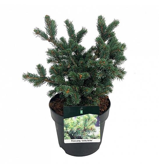 Picea pungens Lucky Strike C7,5 Lit. 30-40 cm