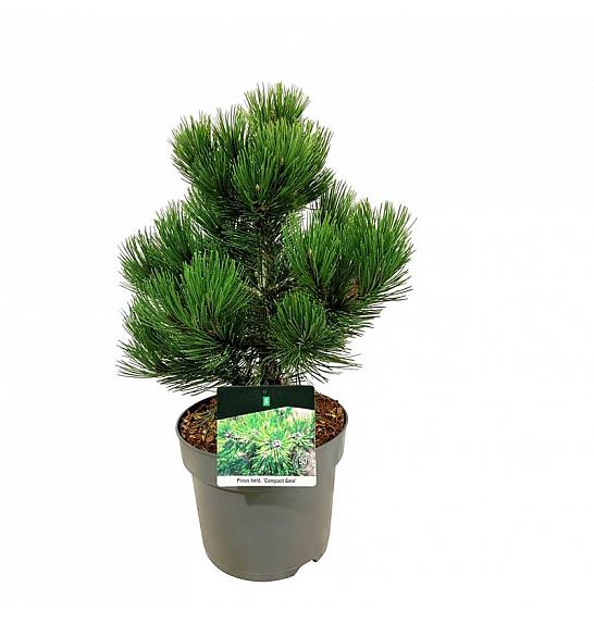 Pinus heldreichii Compact Gem C7,5 Lit. 30-40 cm