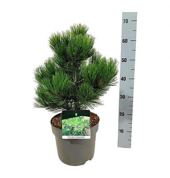 Pinus heldreichii Compact Gem C7,5 Lit. 30-40 cm