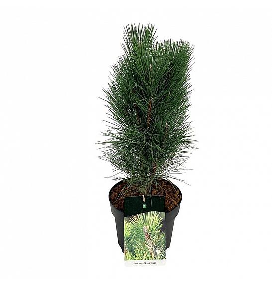 Pinus nigra Green Tower C7,5 Lit. 40-50 cm