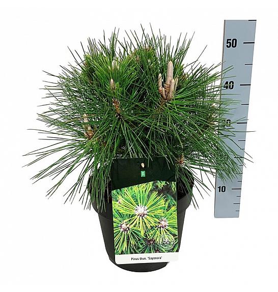 Pinus thunbergii Sayonara C7,5 Lit. 30-40 cm