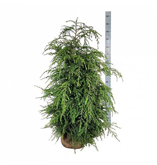 Tsuga canadensis bala 100-125 cm extra