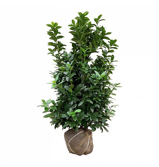 Prunus laurocerasus Kleopatra bala 125-150 cm extra