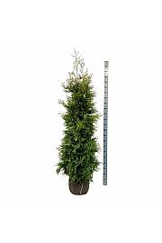 Thuja occidentalis Golden Brabant PBR bala 180-200 cm extra