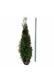 Thuja occidentalis King of Brabant PBR bala 180-200 cm extra