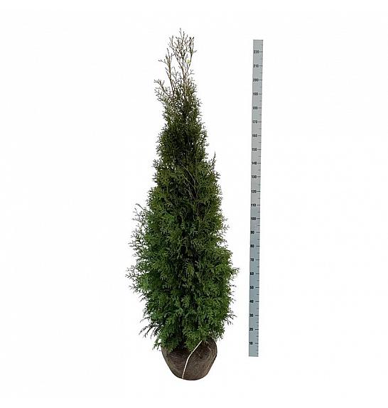 Thuja occidentalis King of Brabant PBR bala 180-200 cm extra