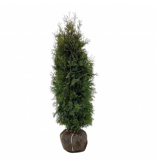 Thuja occidentalis Pyramidalis Compacta bala 140-160 cm extra