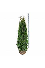 Thuja occidentalis Smaragd bala 160-180 cm extra