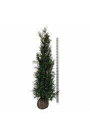 Thuja plicata Martin bala 200-225 cm extra