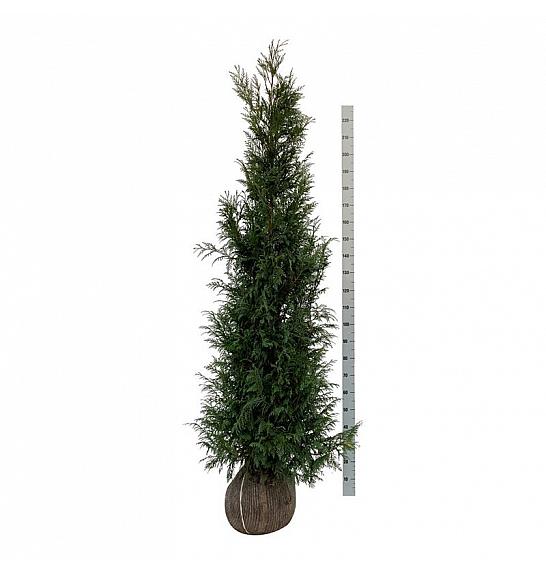 Thuja plicata Martin bala 200-225 cm extra