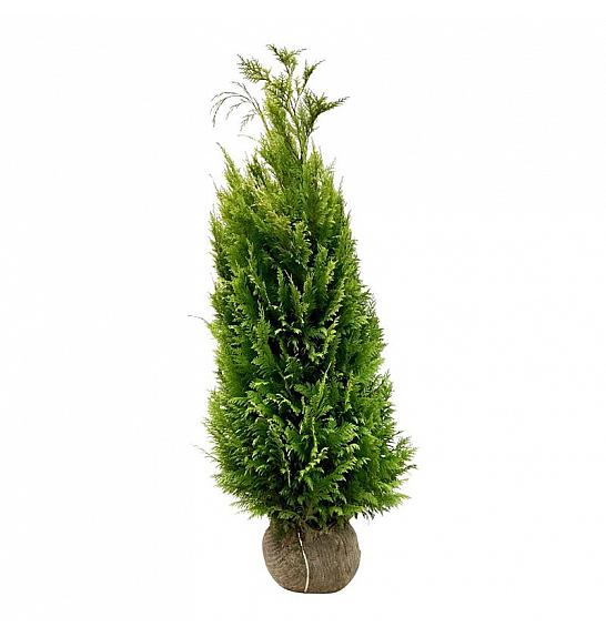 Chamaecyparis lawsoniana Ivonne bala 140-160 cm extra