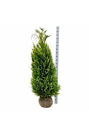 Chamaecyparis lawsoniana Ivonne bala 140-160 cm extra