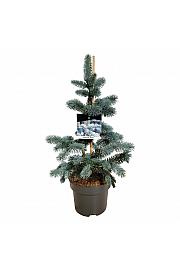 Picea pungens Koster C5 Lit. 40-50 cm