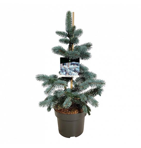 Picea pungens Koster C5 Lit. 40-50 cm