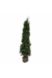 Thuja occidentalis King of Brabant PBR bala 200-225 cm extra