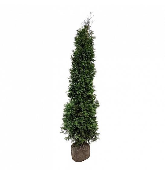 Thuja occidentalis King of Brabant PBR bala 200-225 cm extra