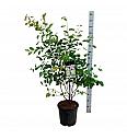 Amelanchier lamarckii C15 Lit. 125-150 cm