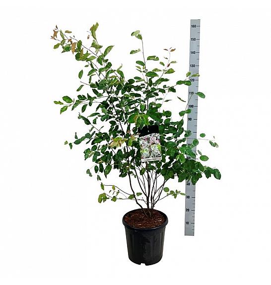 Amelanchier lamarckii C15 Lit. 125-150 cm