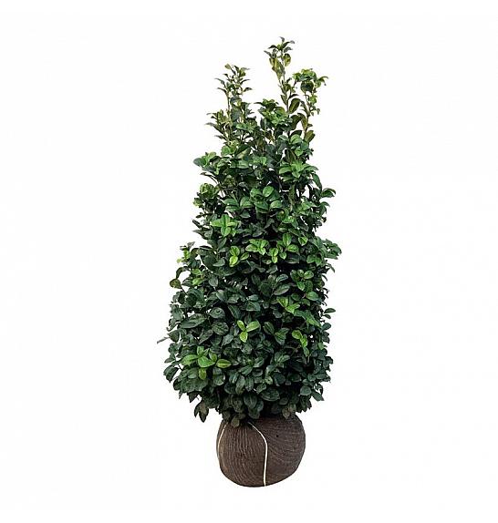 Prunus laurocerasus Ani PBR bala 125-150 cm extra