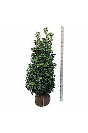 Prunus laurocerasus Ani PBR bala 125-150 cm extra