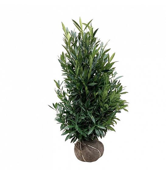 Prunus laurocerasus Renault Ace ® bala 125-150 cm extra