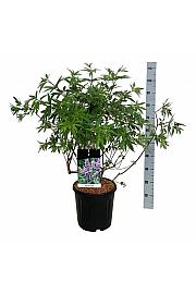 Vitex agnus-castus C15 Lit. 80-100 cm