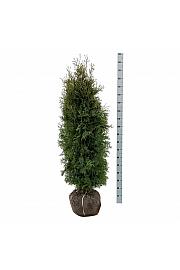 Thuja occidentalis Pyramidalis Compacta bala 160-180 cm extra