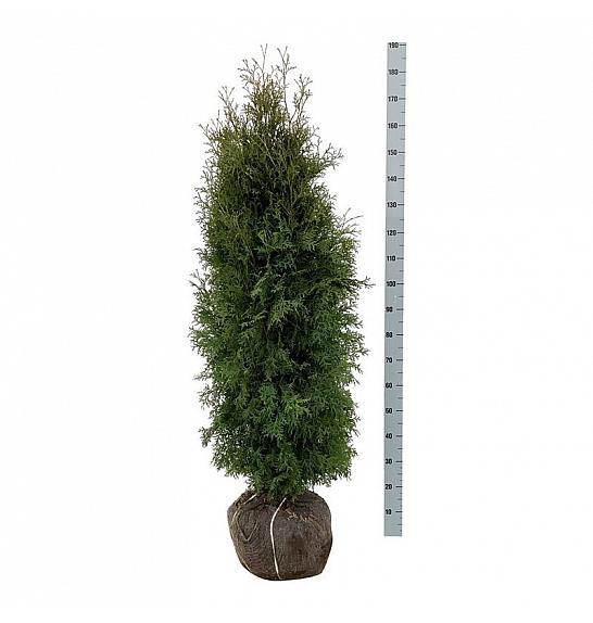 Thuja occidentalis Pyramidalis Compacta bala 160-180 cm extra