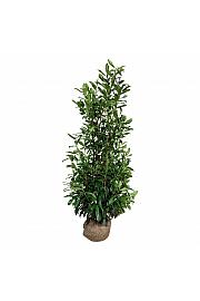 Prunus laurocerasus Caucasica bala 150-175 cm extra