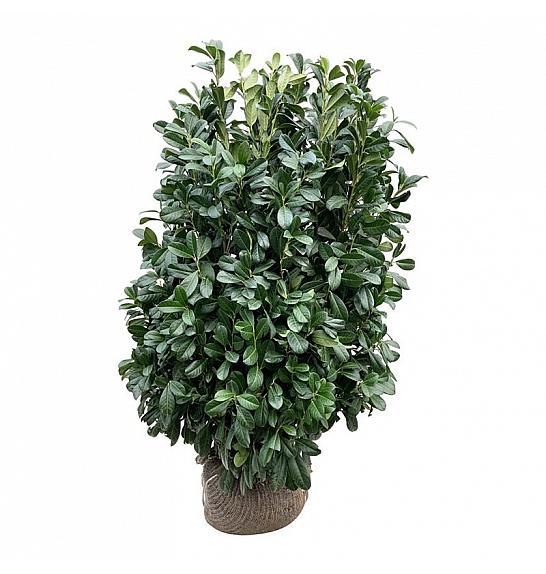 Prunus laurocerasus Bonaparte PBR bala 100-125 cm extra