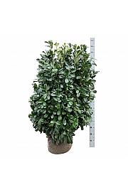 Prunus laurocerasus Bonaparte PBR bala 100-125 cm extra