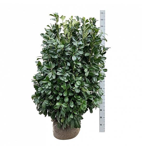 Prunus laurocerasus Bonaparte PBR bala 100-125 cm extra