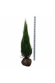 Juniperus scopulorum Blue Arrow bala 125-150 cm extra
