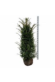 Taxus baccata bala 120-140 cm extra