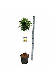 Hydrangea paniculata Candlelight C15 Lit. Na steblu 90 cm