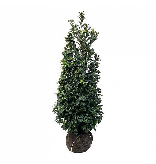 Prunus laurocerasus Ani PBR bala 150-175 cm extra
