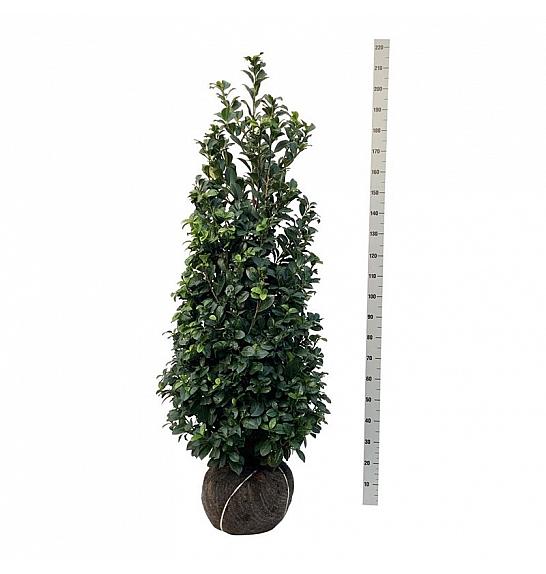 Prunus laurocerasus Ani PBR bala 150-175 cm extra