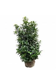 Prunus laurocerasus Kleopatra bala 150-175 cm extra