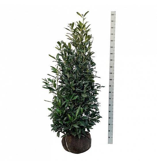 Prunus laurocerasus Herbergii bala 150-175 cm extra