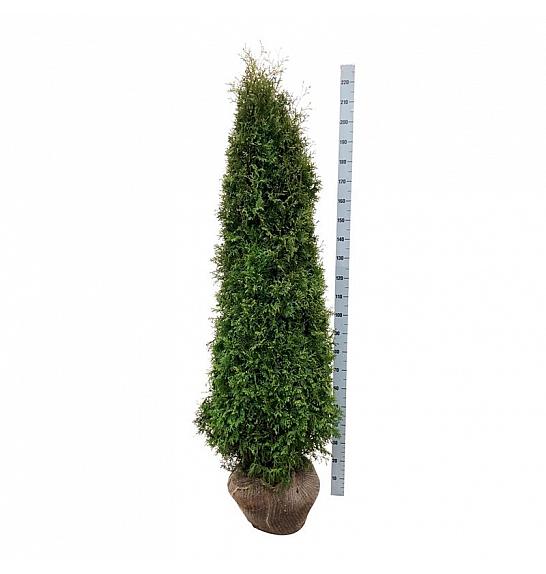 Thuja occidentalis Pyramidalis Compacta bala 200-225 cm extra