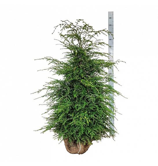 Tsuga canadensis bala 125-150 cm extra