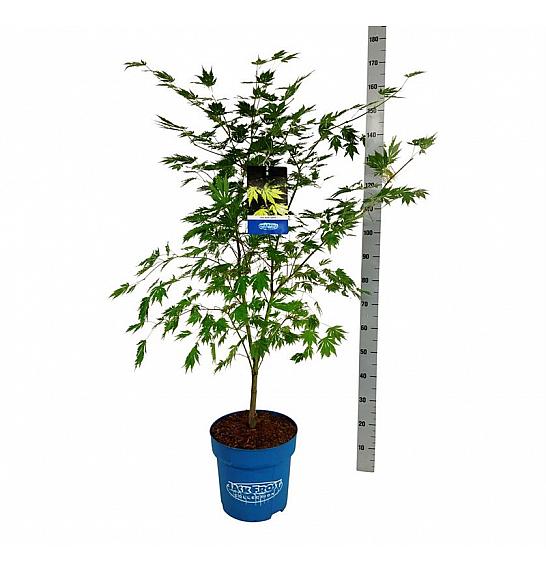 Acer pseudosieboldianum Arctic Jade® C15 Lit. 125-150 cm