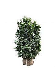 Prunus laurocerasus Bonaparte PBR bala 125-150 cm extra