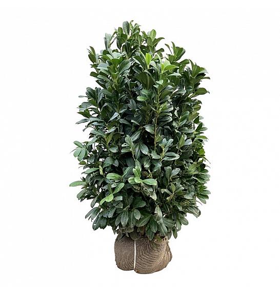 Prunus laurocerasus Bonaparte PBR bala 125-150 cm extra