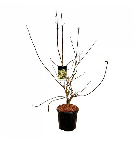 Heptacodium miconioides C15 Lit. 100-125 cm