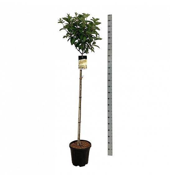 Hydrangea paniculata Candlelight C15 Lit. Na steblu 120 cm