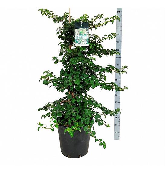 Hydrangea petiolaris C30 Lit. 100-125 cm