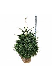 Abies nordmanniana bala 100-125 cm extra